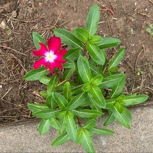 Meet your Posher, Adina